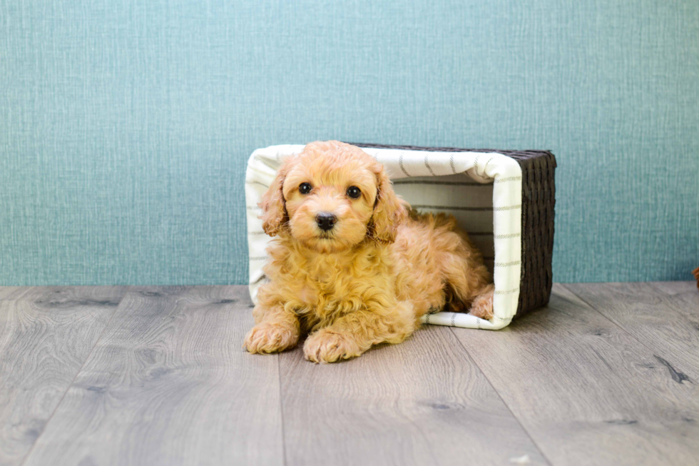 Best Mini Goldendoodle Baby