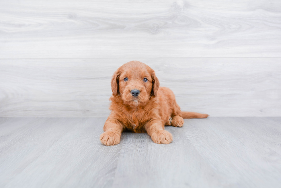 Best Mini Goldendoodle Baby