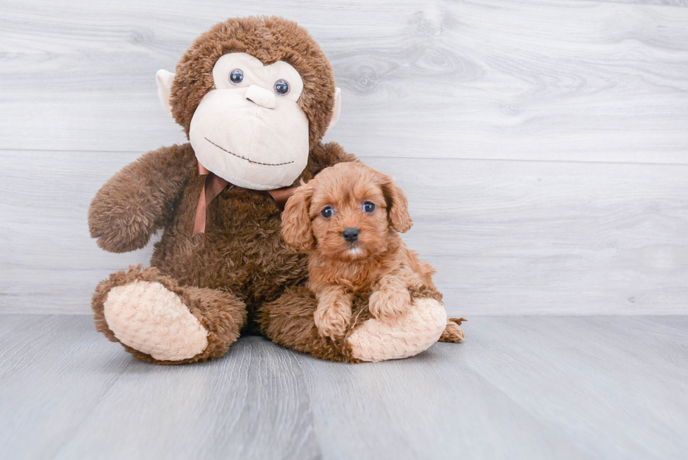 Best Cavapoo Baby