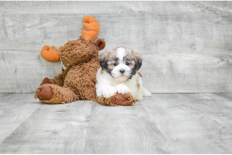 Teddy Bear Pup Being Cute