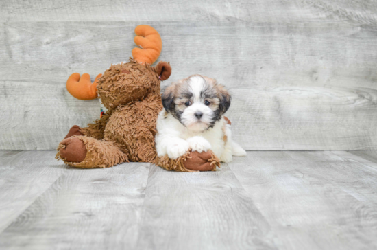 Teddy Bear Pup Being Cute