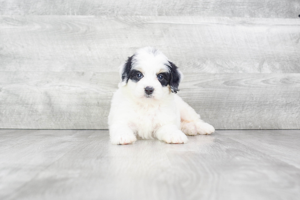 Mini Bernedoodle Pup Being Cute