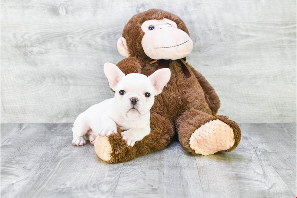 Fluffy Frenchie Purebred Puppy