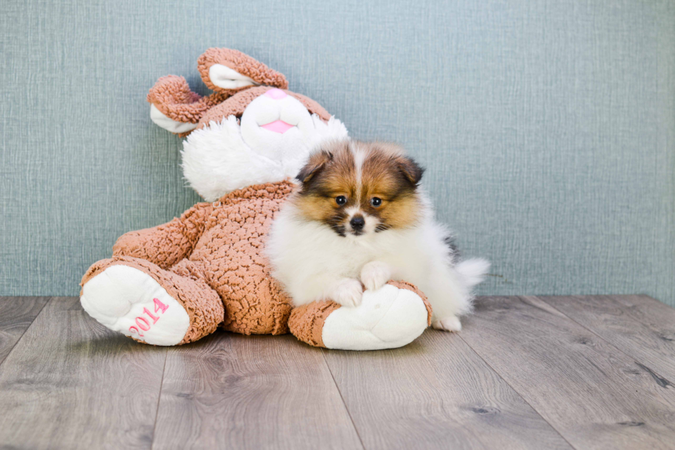 Pomeranian Pup Being Cute