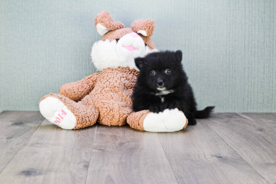 Funny Pomeranian Purebred Pup