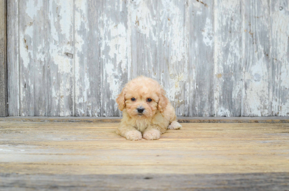 Best Cavachon Baby