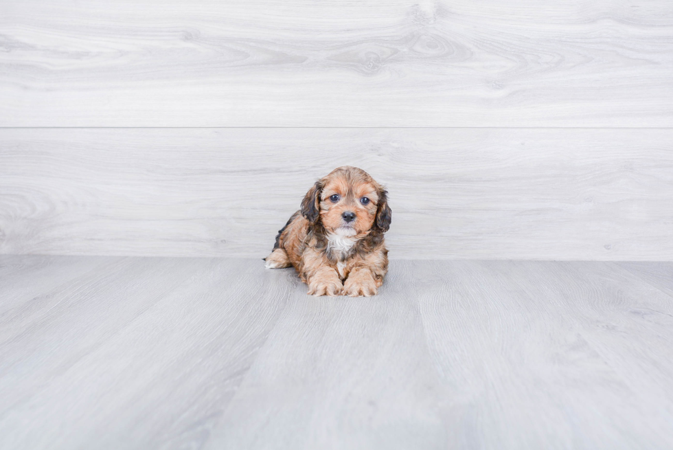 Petite Cavapoo Poodle Mix Pup