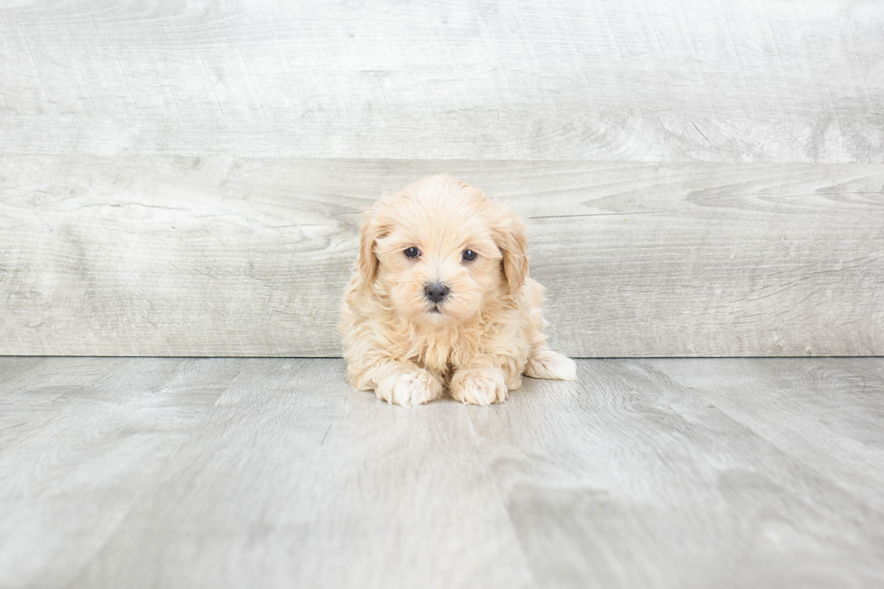 Adorable Maltese Poodle Poodle Mix Puppy