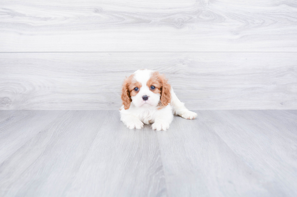 Funny Cavalier King Charles Spaniel Baby