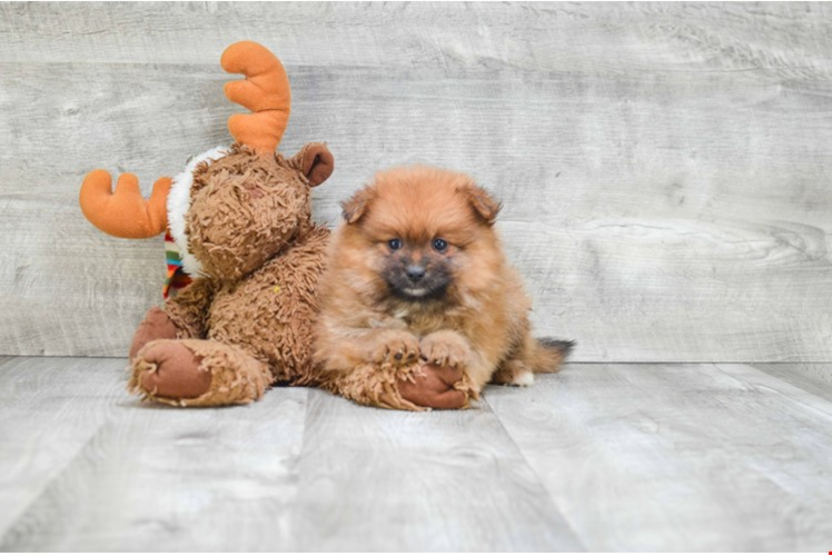 Hypoallergenic Pomeranian Purebred Pup