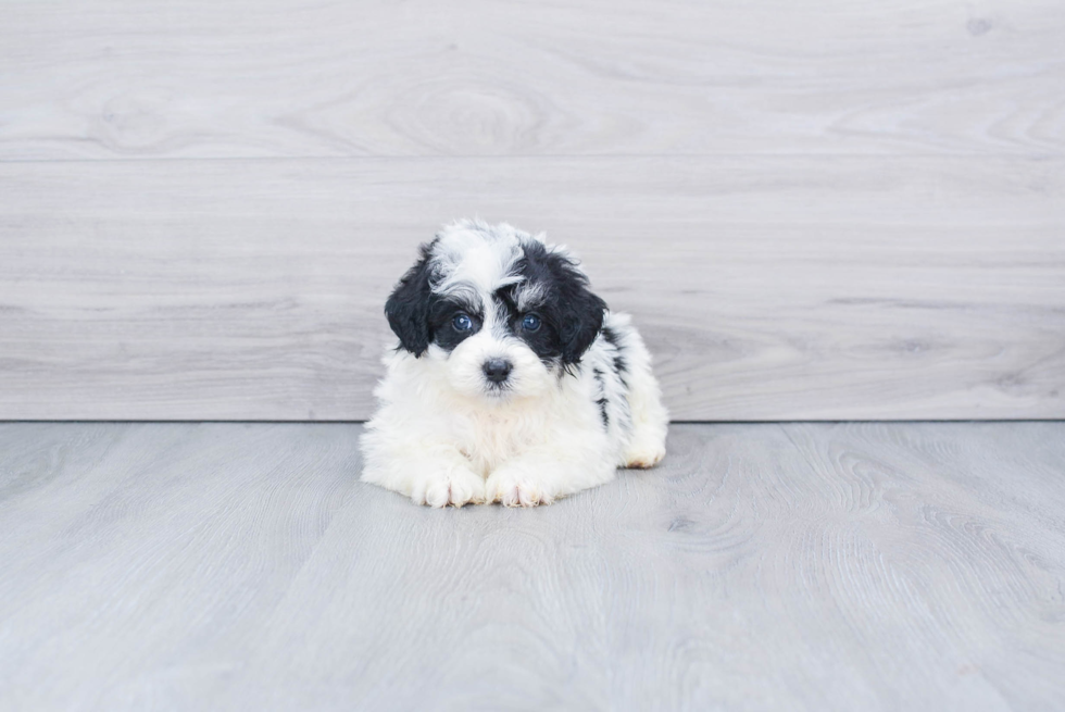 Petite Mini Bernedoodle Poodle Mix Pup