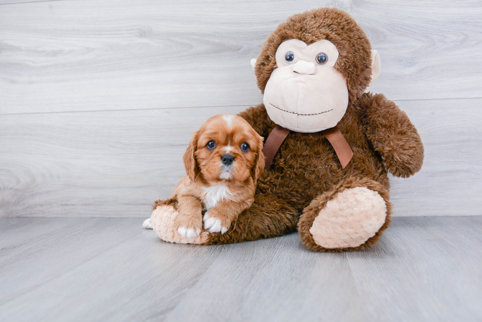 Cavalier King Charles Spaniel Pup Being Cute