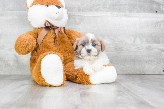 Teddy Bear Pup Being Cute