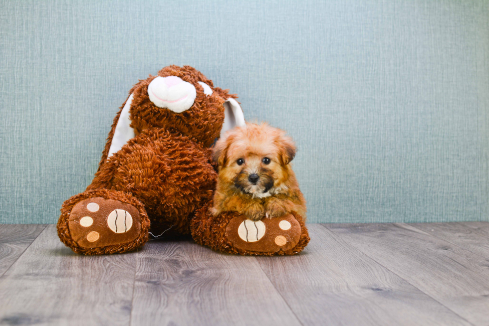 Playful Yorkie Designer Puppy