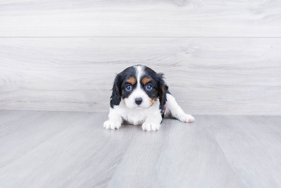 Cavalier King Charles Spaniel Pup Being Cute