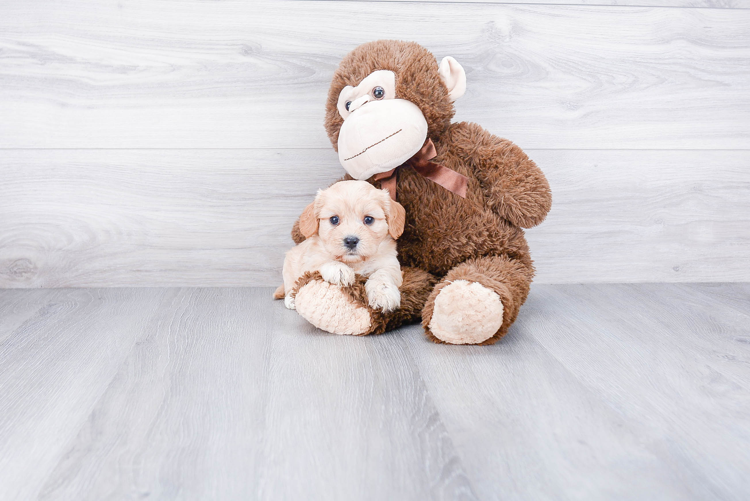 Petite Cavachon Designer Pup