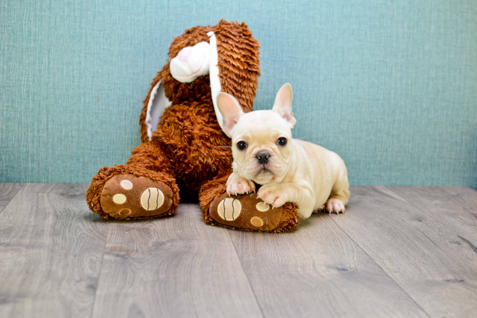 Best French Bulldog Baby