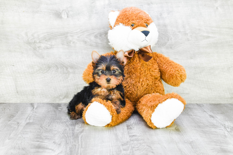 Meet Beckham - our Yorkshire Terrier Puppy Photo 