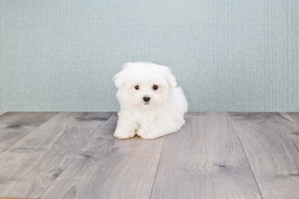 Maltese Pup Being Cute