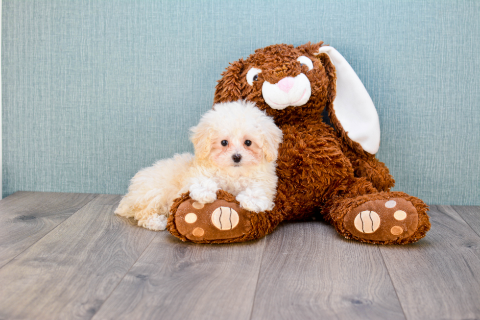 Best Maltipoo Baby