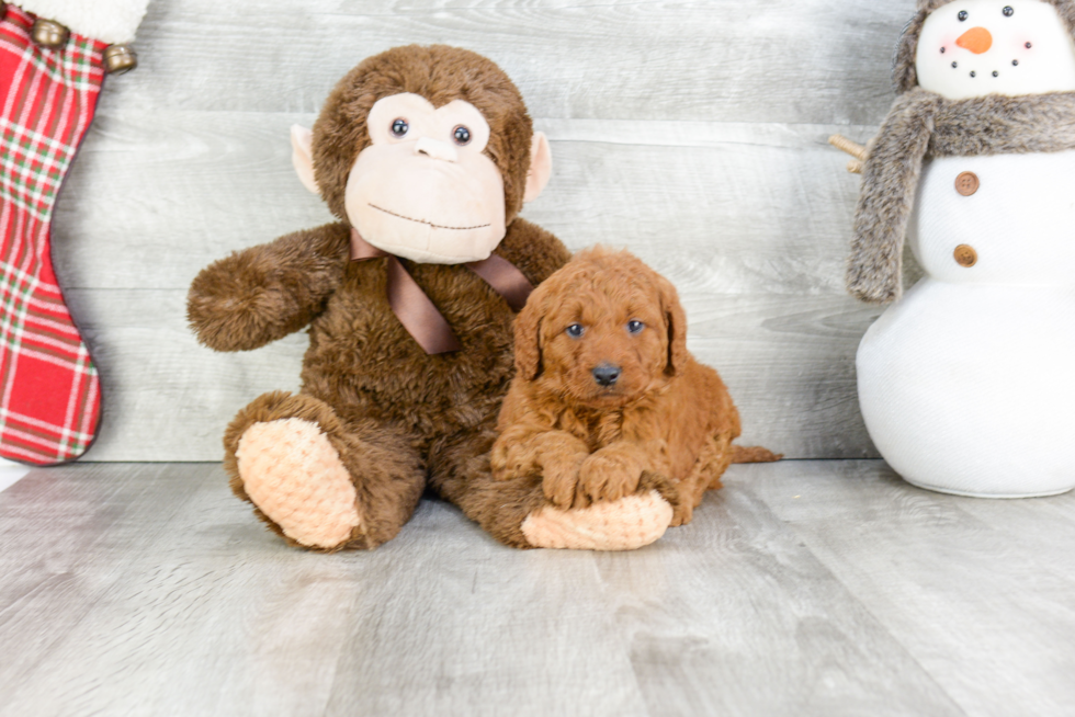 Funny Mini Goldendoodle Poodle Mix Pup