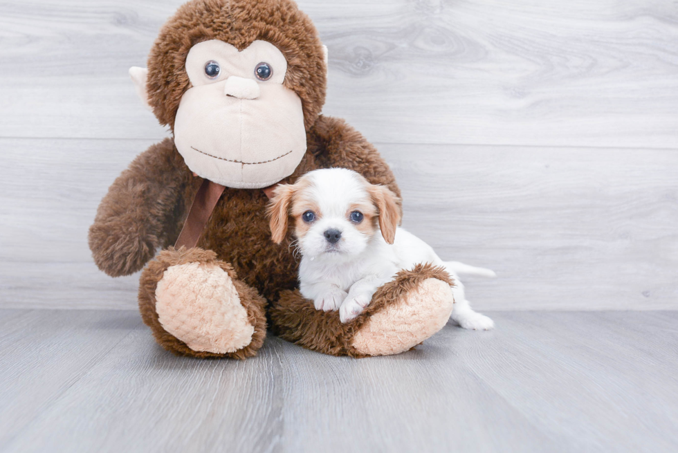 Popular Cavalier King Charles Spaniel Purebred Pup