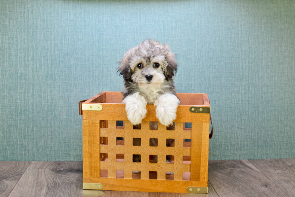 Best Havanese Baby