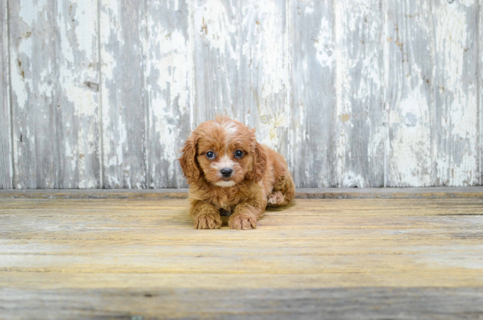 Cavapoo Puppy for Adoption