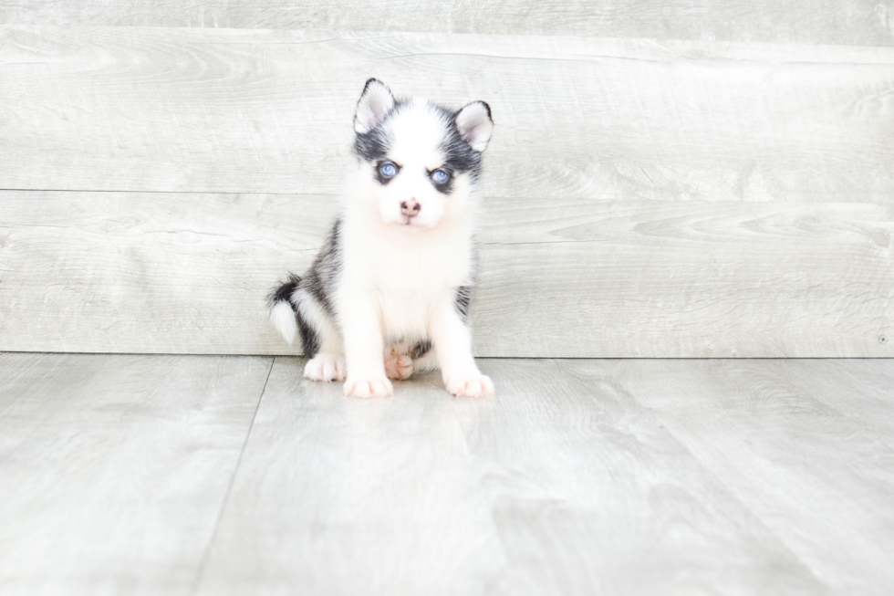 Pomsky Pup Being Cute