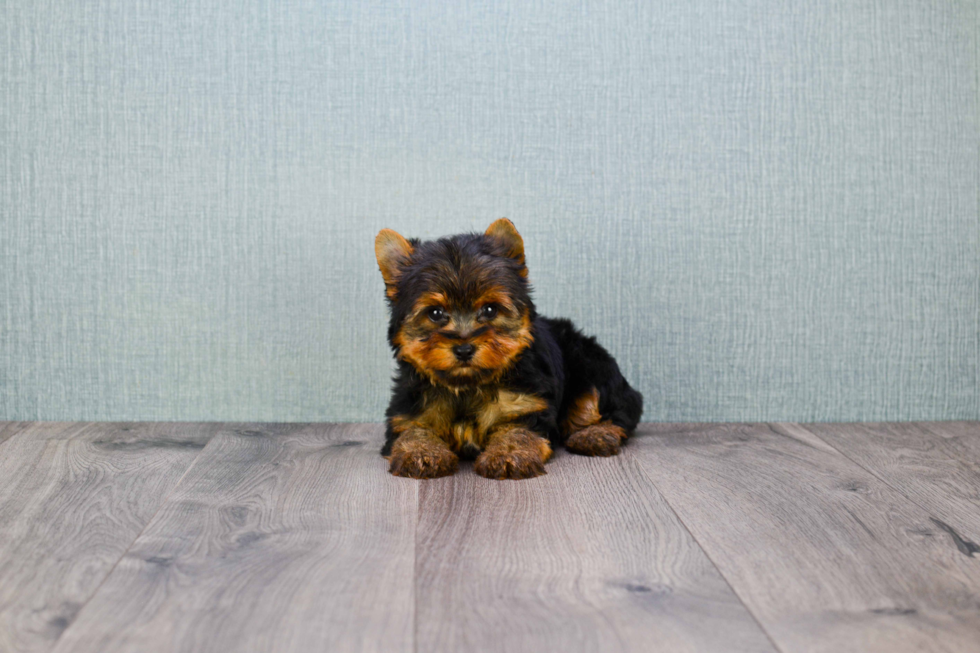 Meet Jeremy - our Yorkshire Terrier Puppy Photo 