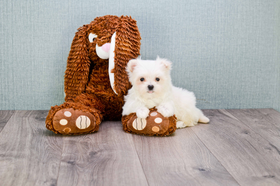 Little Maltese Poodle Poodle Mix Puppy