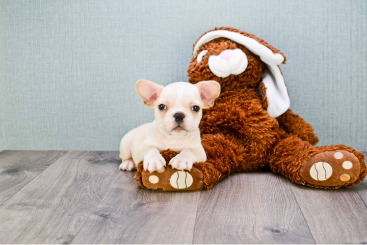 Fluffy Frenchie Purebred Puppy