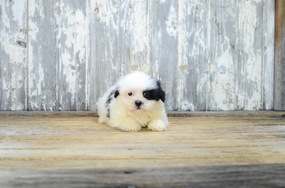 Friendly Teddy Bear Baby