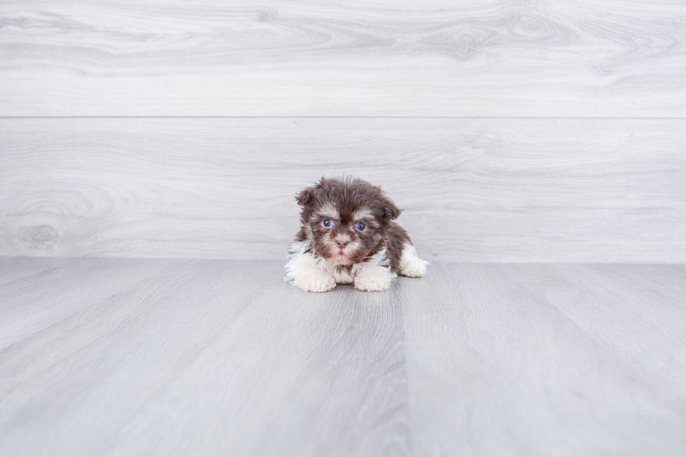 Havanese Pup Being Cute