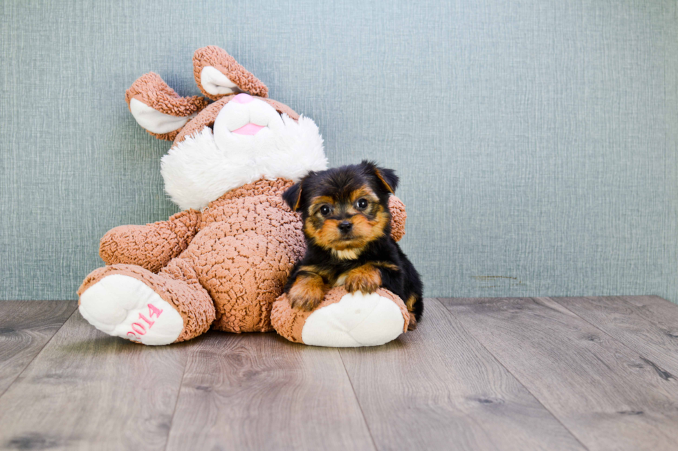 Meet Timmy - our Yorkshire Terrier Puppy Photo 