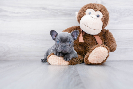 Popular French Bulldog Baby