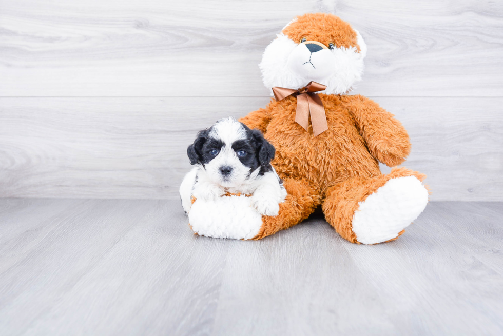 Teddy Bear Pup Being Cute