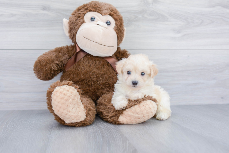 Maltipoo Pup Being Cute