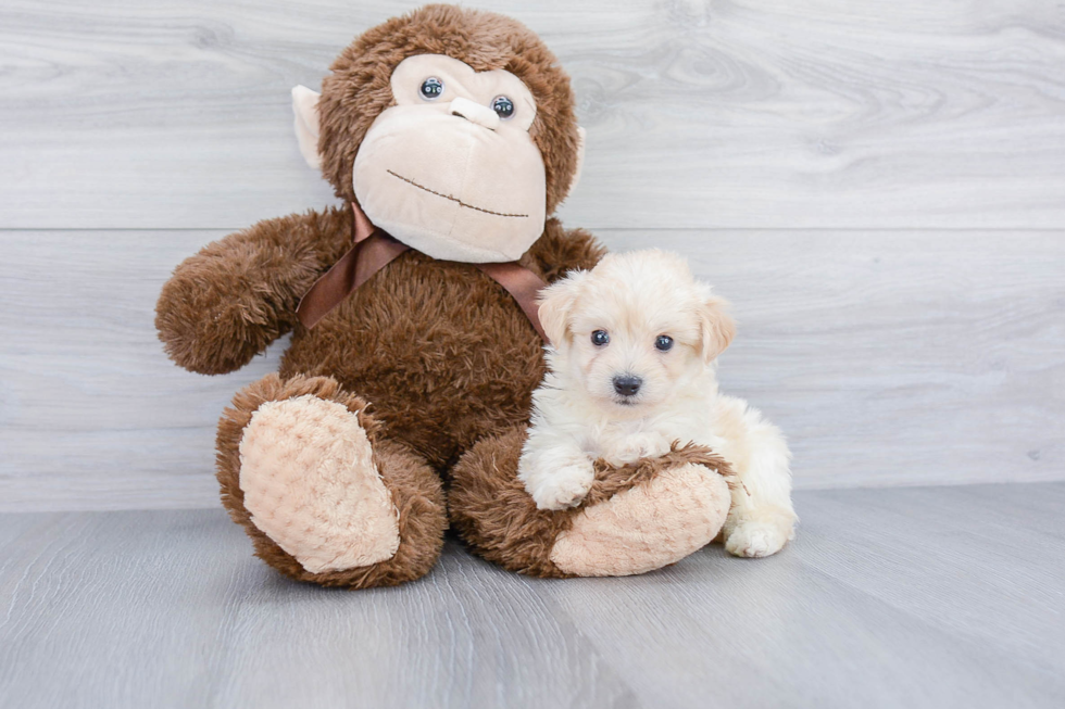 Maltipoo Pup Being Cute