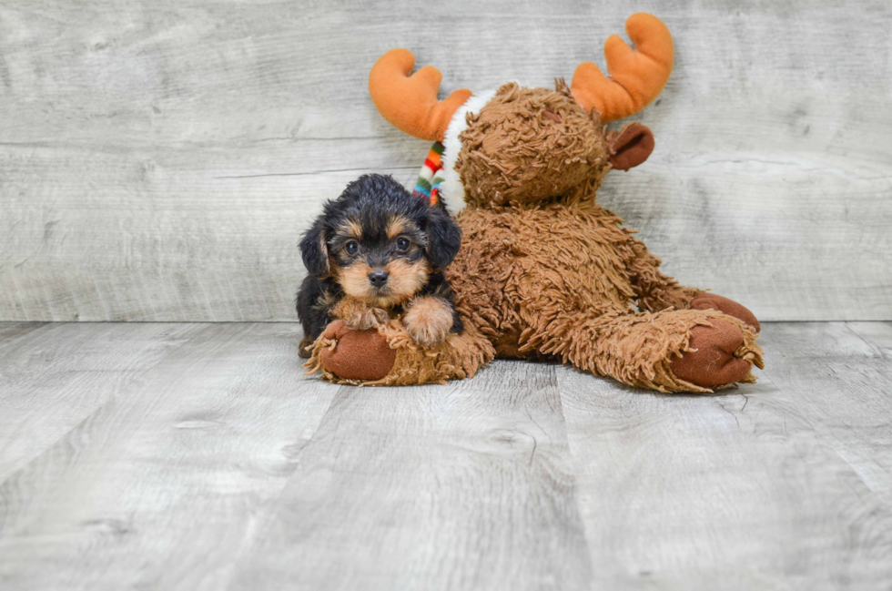 Morkie Pup Being Cute