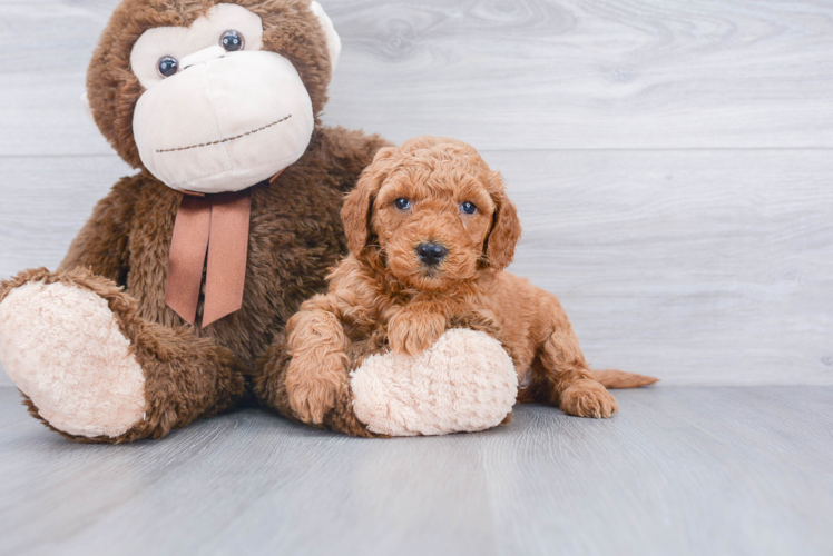 Petite Mini Goldendoodle Poodle Mix Pup