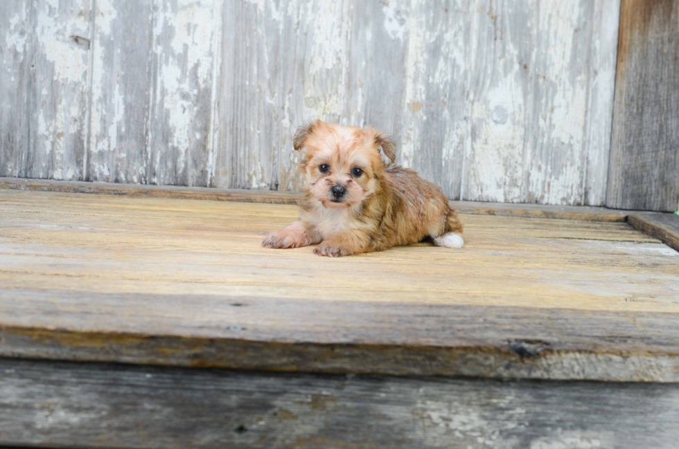 Morkie Puppy for Adoption