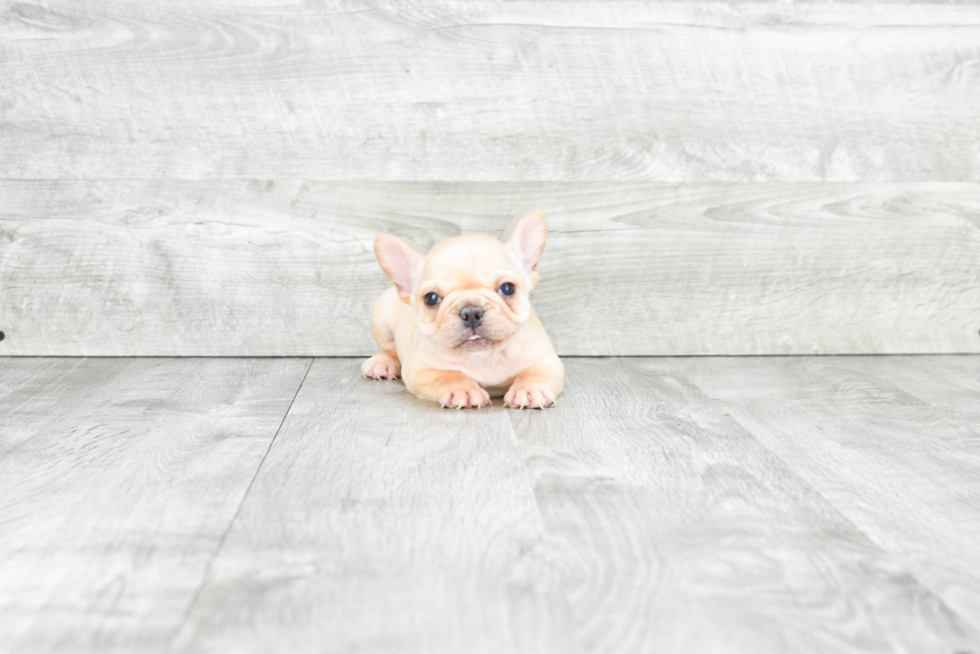 French Bulldog Pup Being Cute