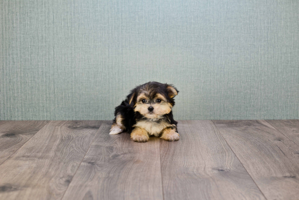 Petite Morkie Designer Pup