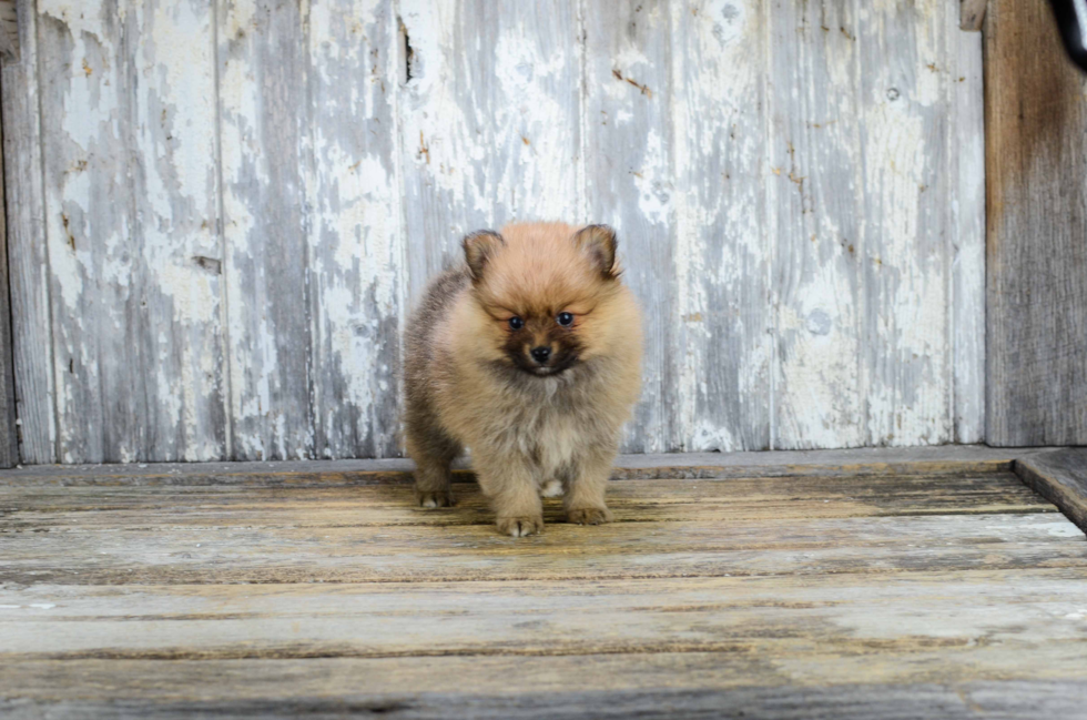 Popular Pomeranian Purebred Pup