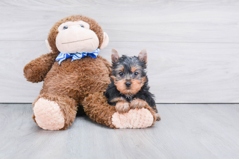 Meet Rascal - our Yorkshire Terrier Puppy Photo 