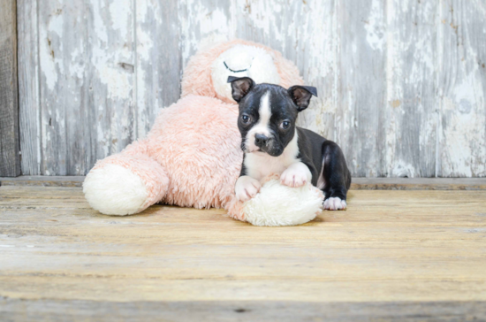 Happy Boston Terrier Purebred Puppy