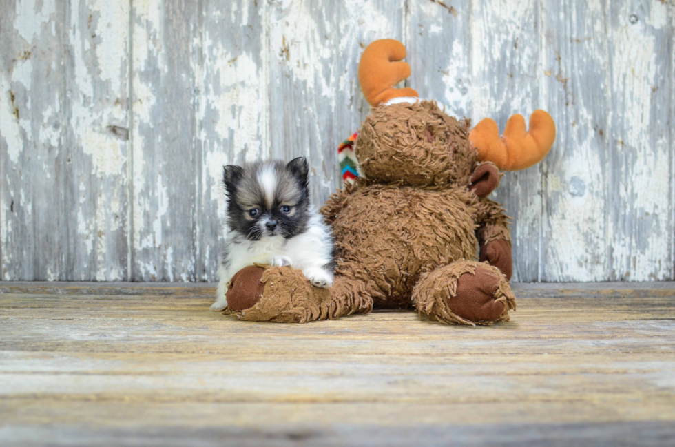 Akc Registered Pomeranian Baby