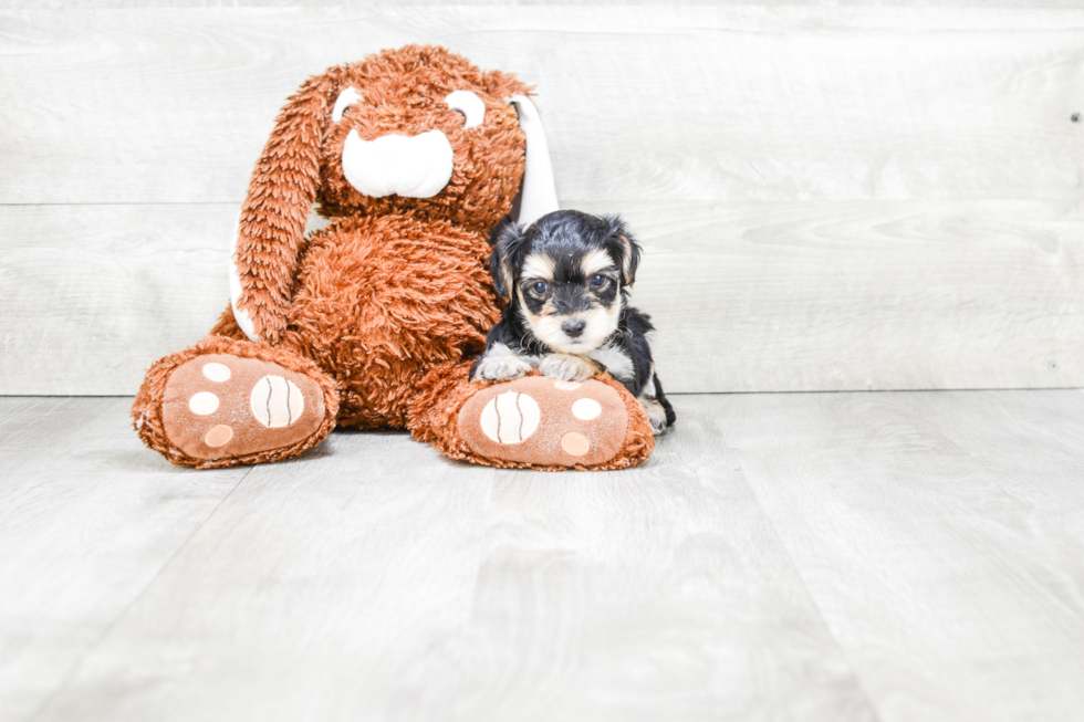 Cute Morkie Baby