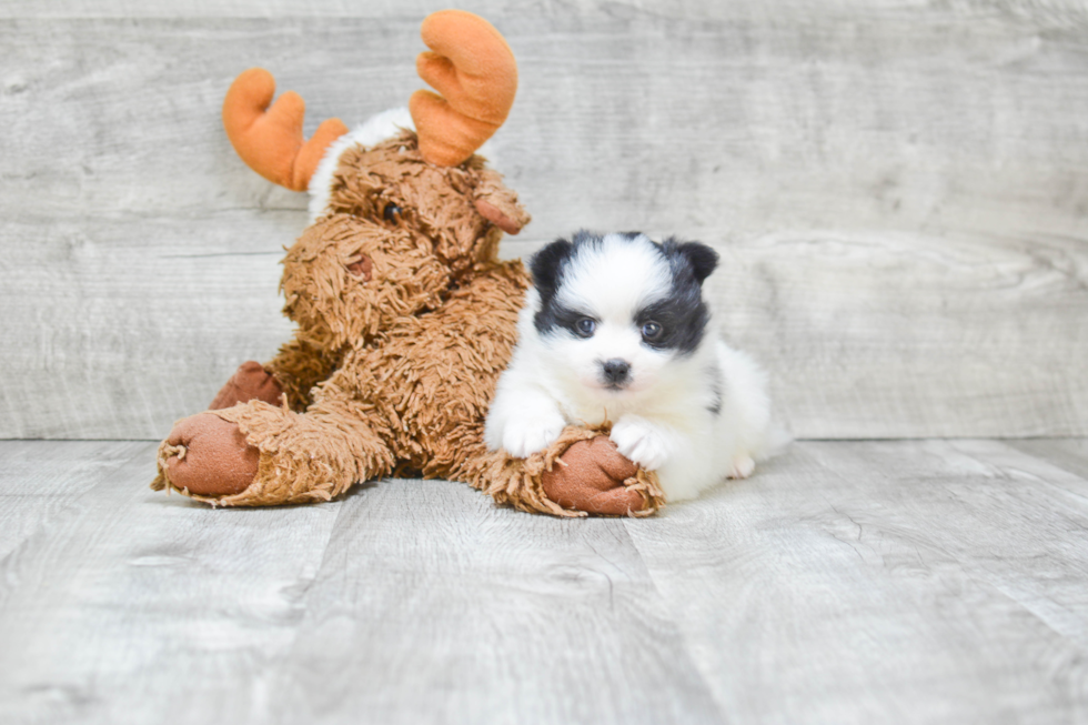 Pomeranian Puppy for Adoption